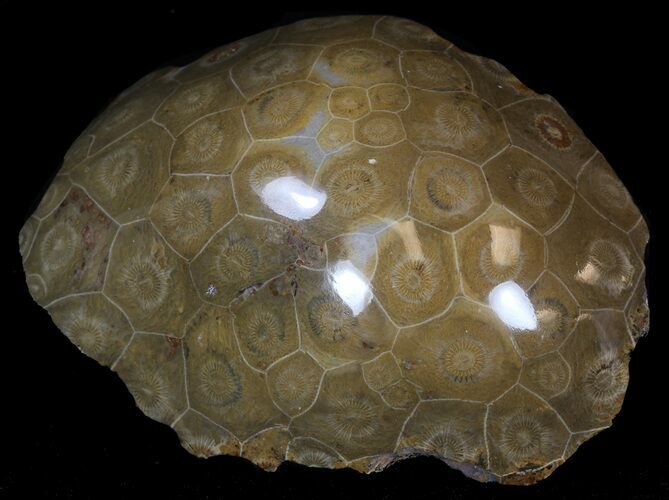 Polished Fossil Coral - Morocco #35327